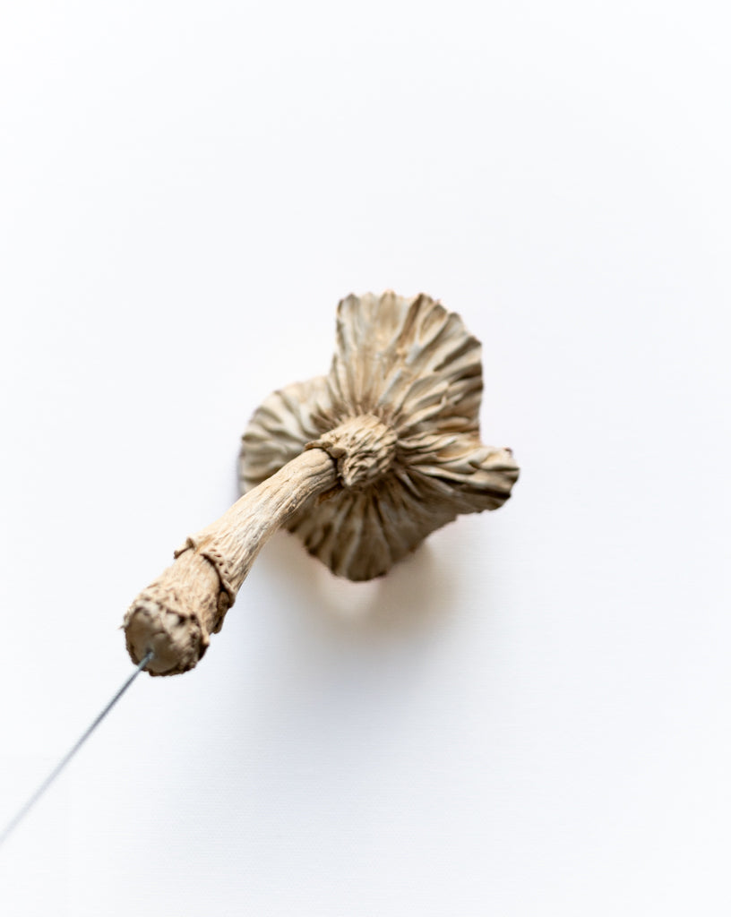 SOLD fungi 010 - handmade clay mushroom