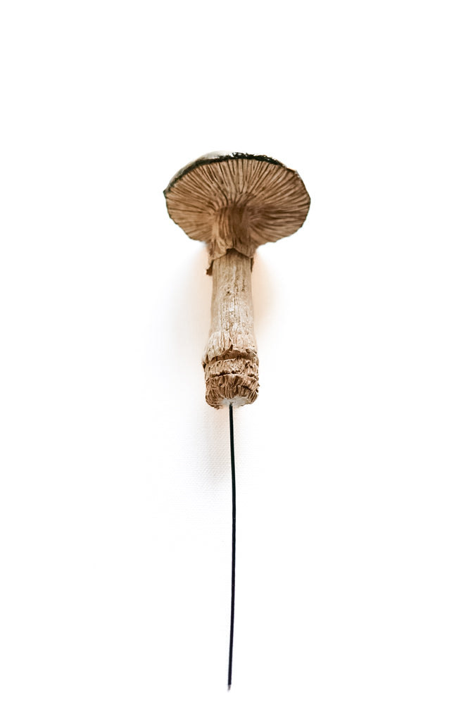 SOLD fungi 014 - handmade clay mushroom