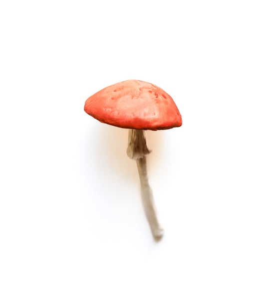 SOLD fungi 019 - handmade clay mushroom