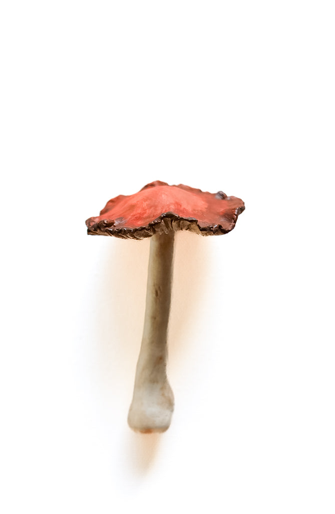 SOLD fungi 022