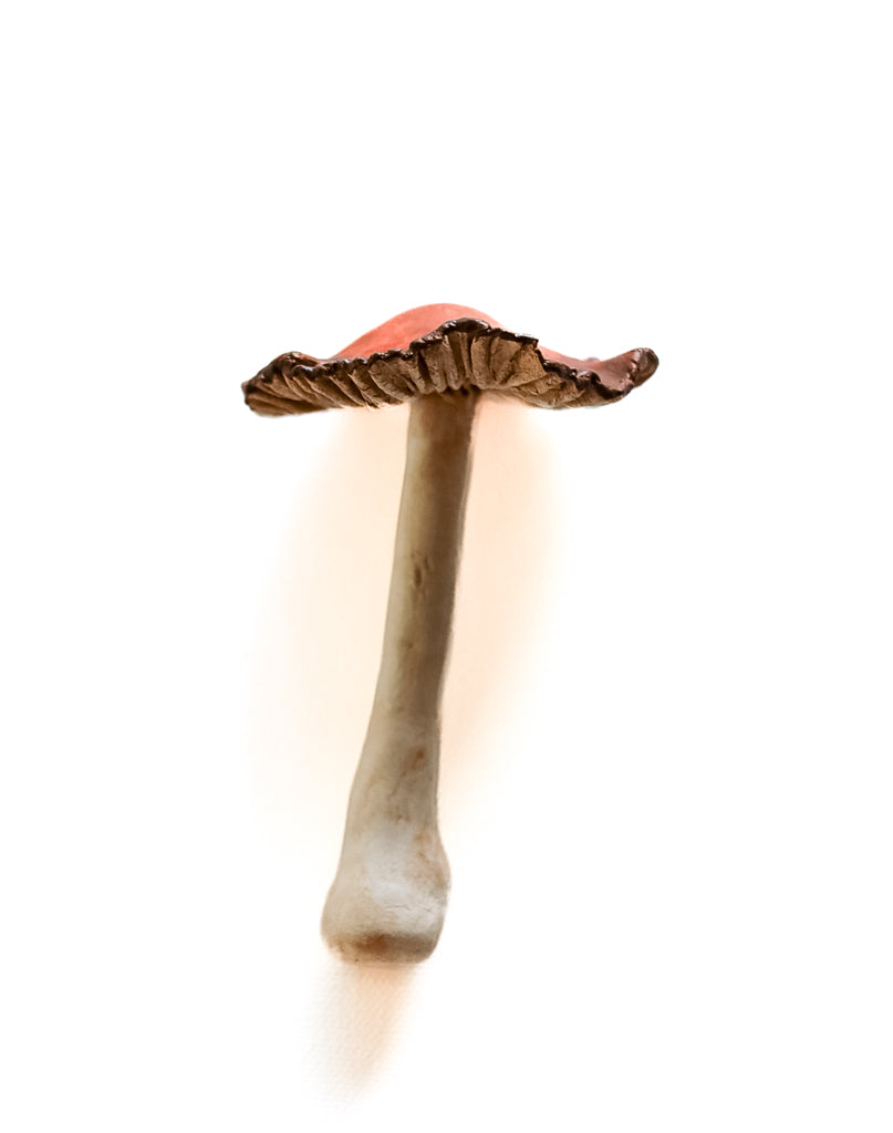 SOLD fungi 022