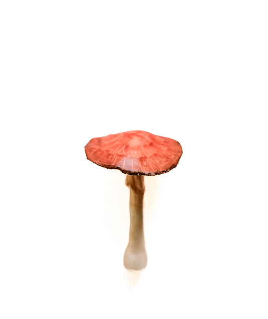 SOLD fungi 024 - handmade clay mushroom