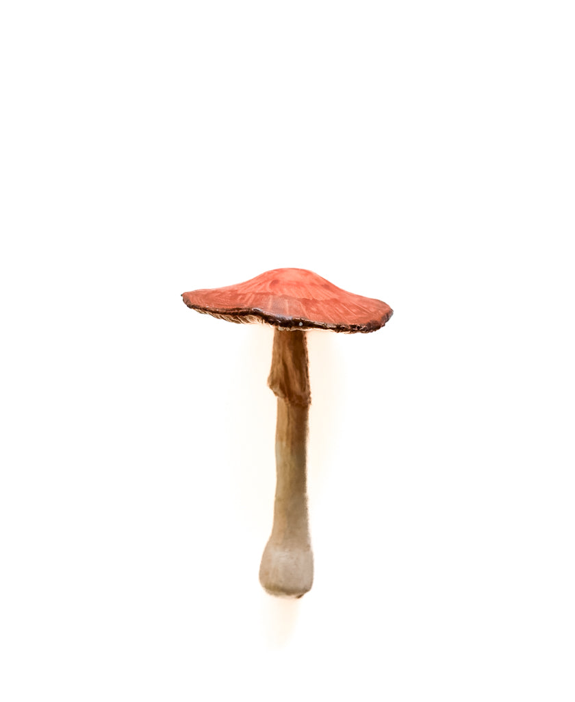 SOLD fungi 024 - handmade clay mushroom