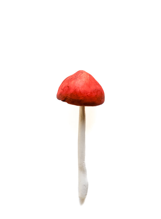 SOLD fungi 025 - handmade clay mushroom