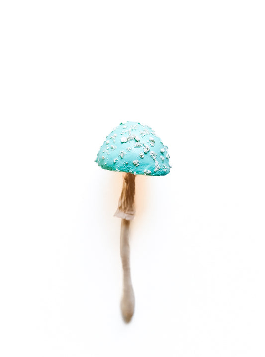 SOLD fungi 031 - handmade clay mushroom