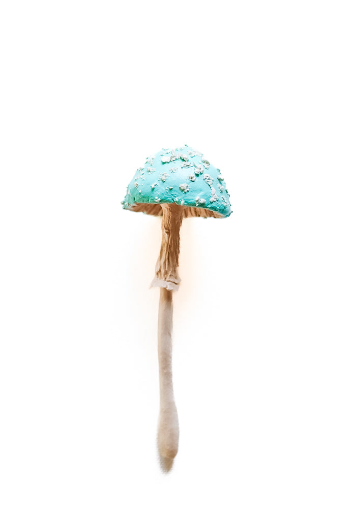 SOLD fungi 031 - handmade clay mushroom