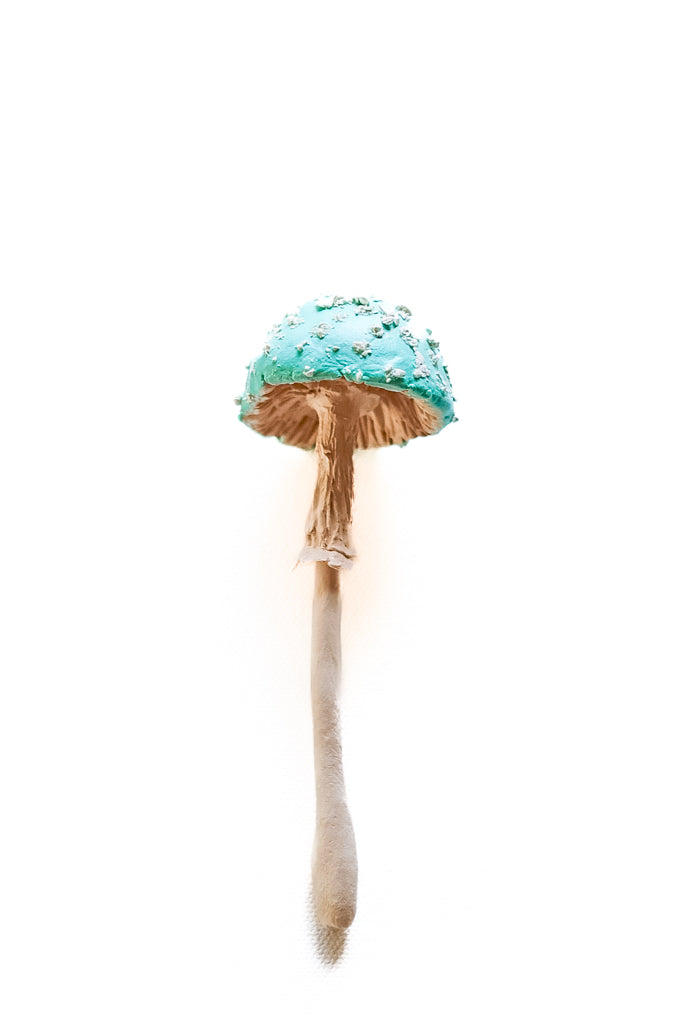 SOLD fungi 031 - handmade clay mushroom