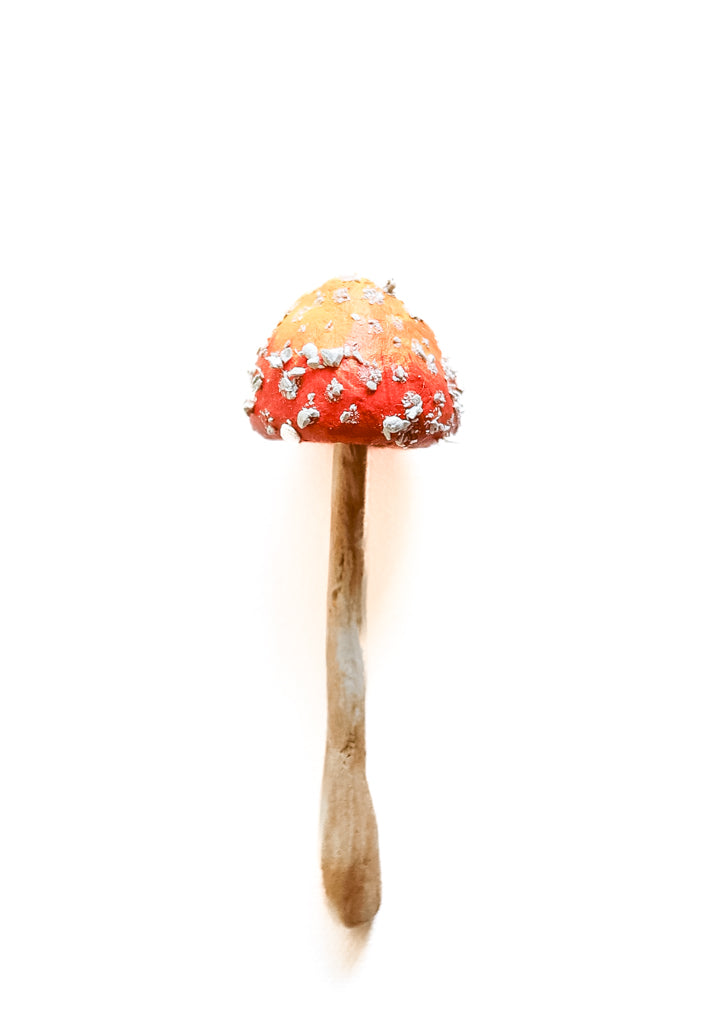 SOLD fungi 033