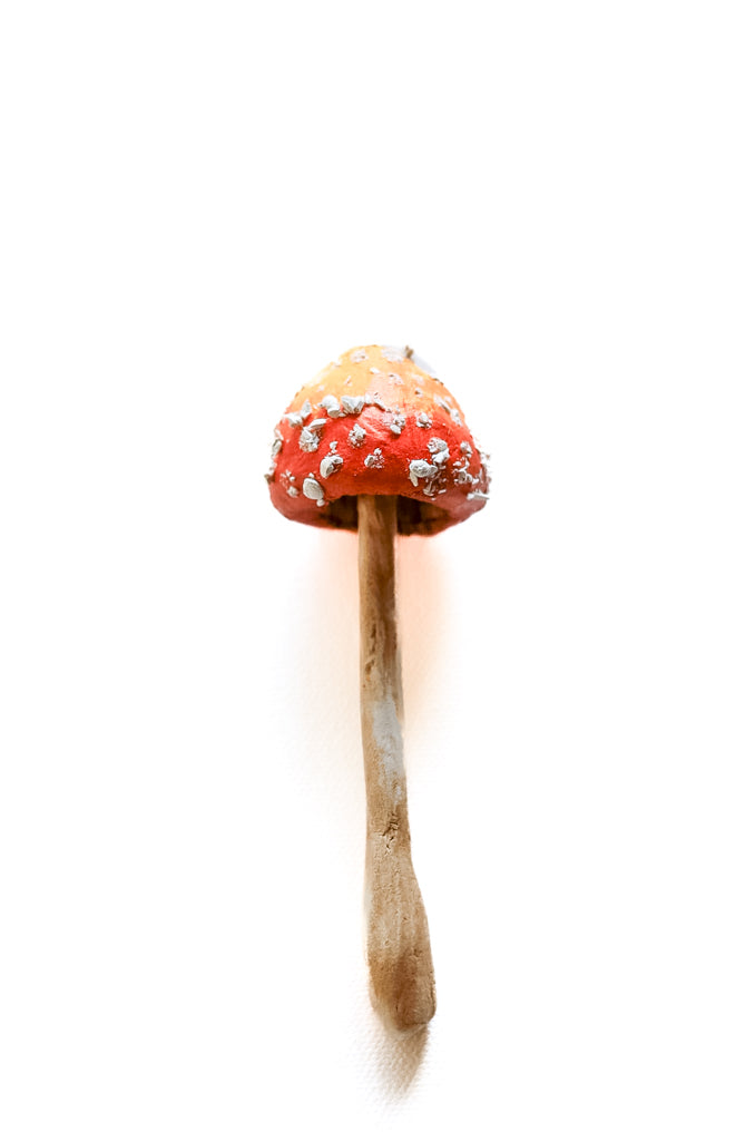 SOLD fungi 033