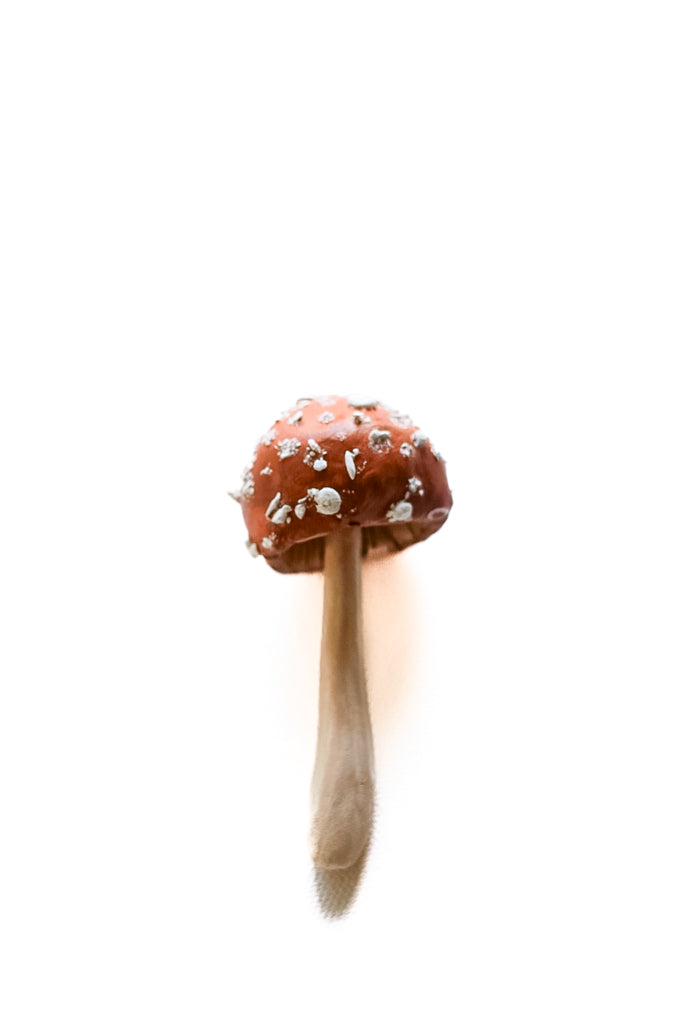 SOLD fungi 038 - handmade clay mushroom