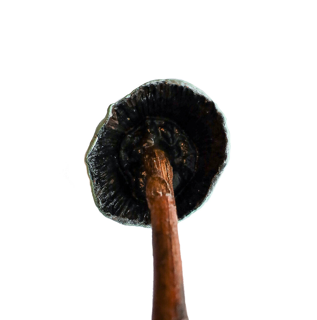 SOLD clay and wood mushroom sculpture 7 by Emma Lee Fleury