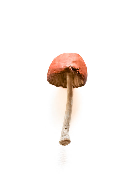 SOLD fungi 021 - handmade clay mushroom
