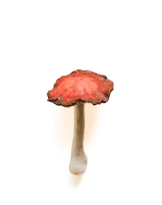 SOLD fungi 022