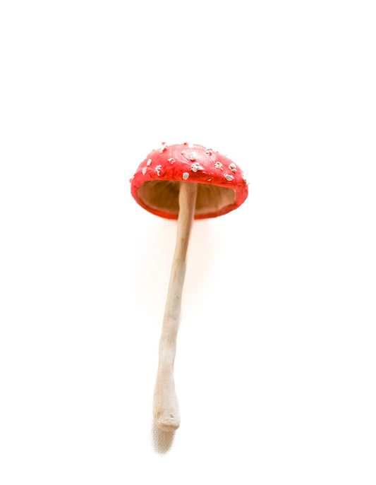 SOLD fungi 030 - handmade clay mushroom