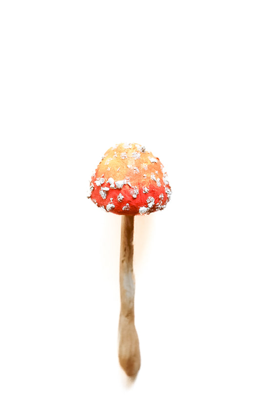 SOLD fungi 033