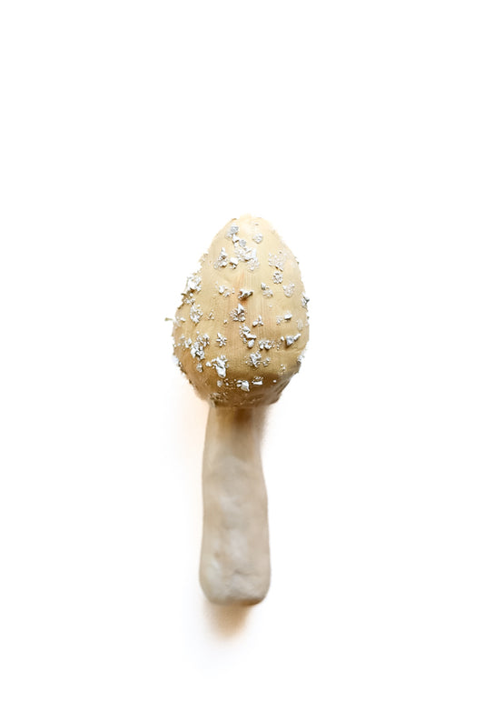 SOLD fungi 037 - handmade clay mushroom